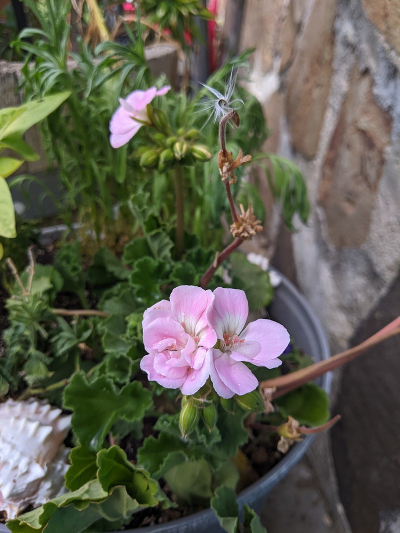 Ivyleaf Geranium photo 6