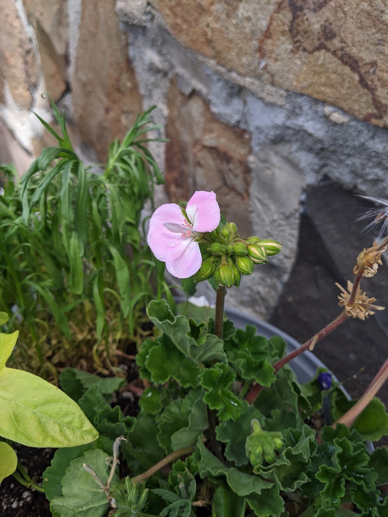 Ivyleaf Geranium photo 7