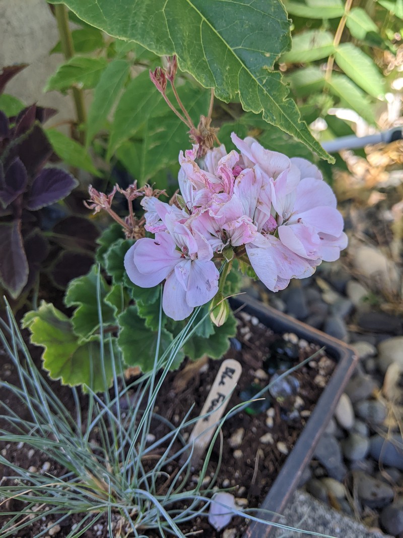 Ivyleaf Geranium photo 2