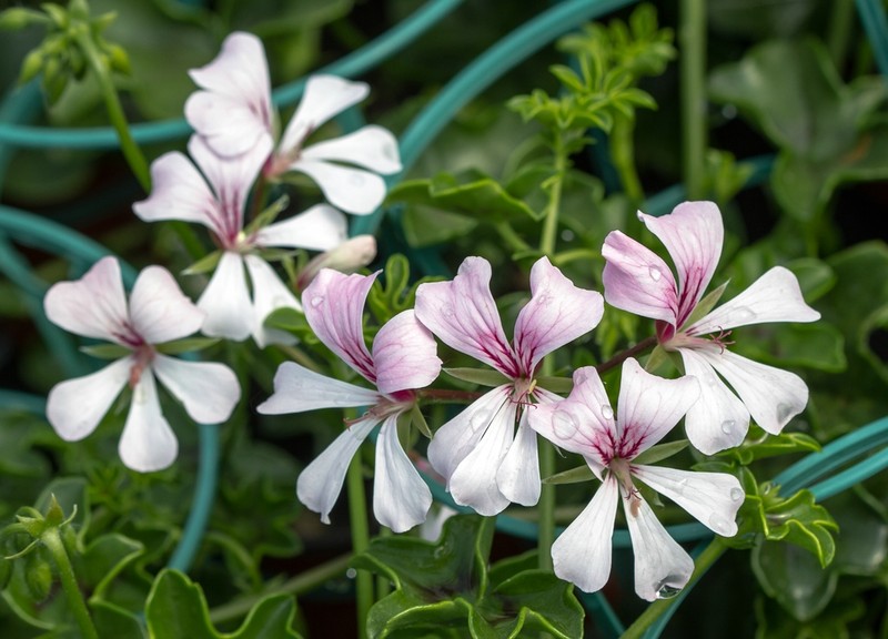 Ivyleaf Geranium photo 3