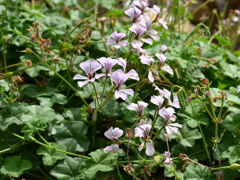 Ivyleaf Geranium photo 4