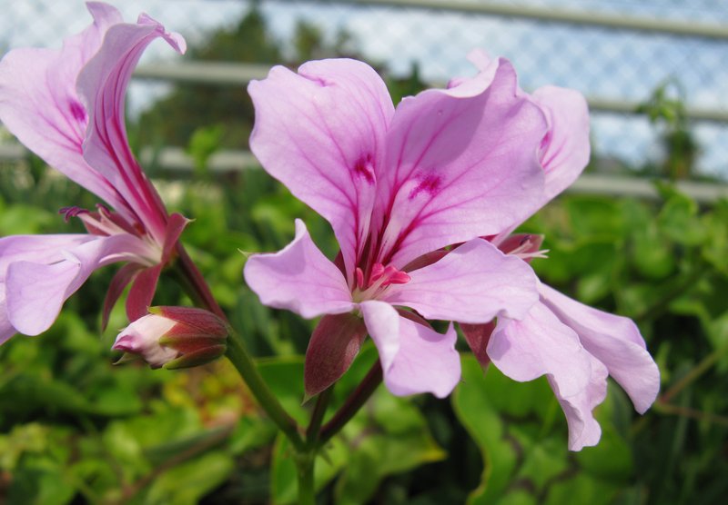 Ivyleaf Geranium photo 8