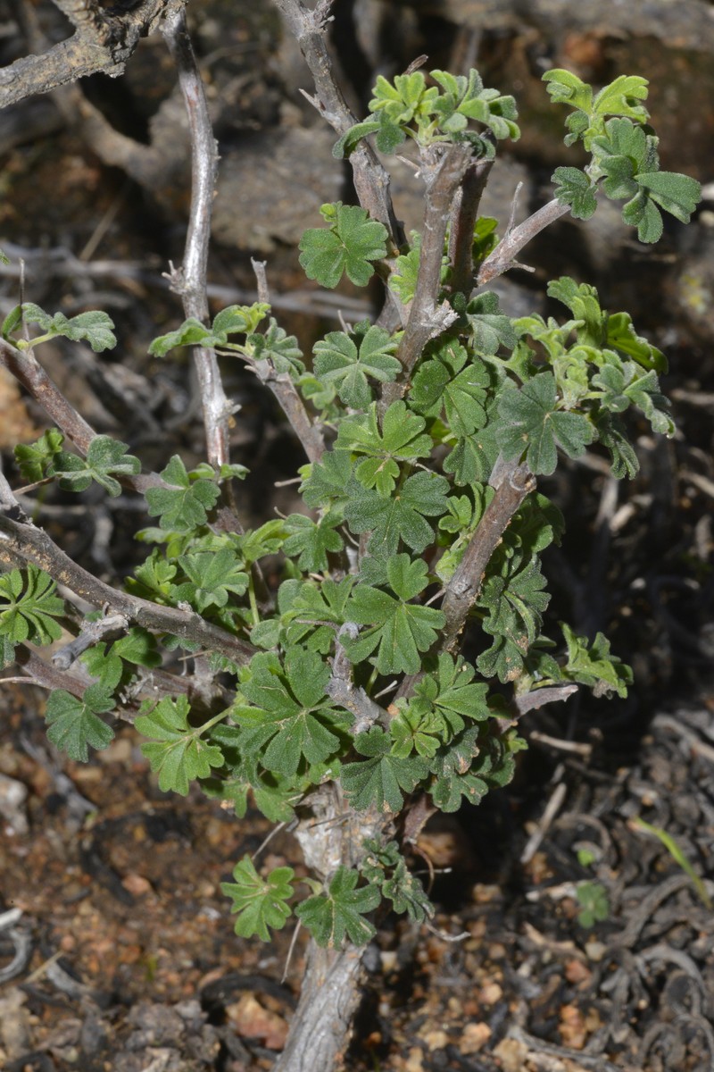 Pelargonium praemorsum subsp. praemorsum