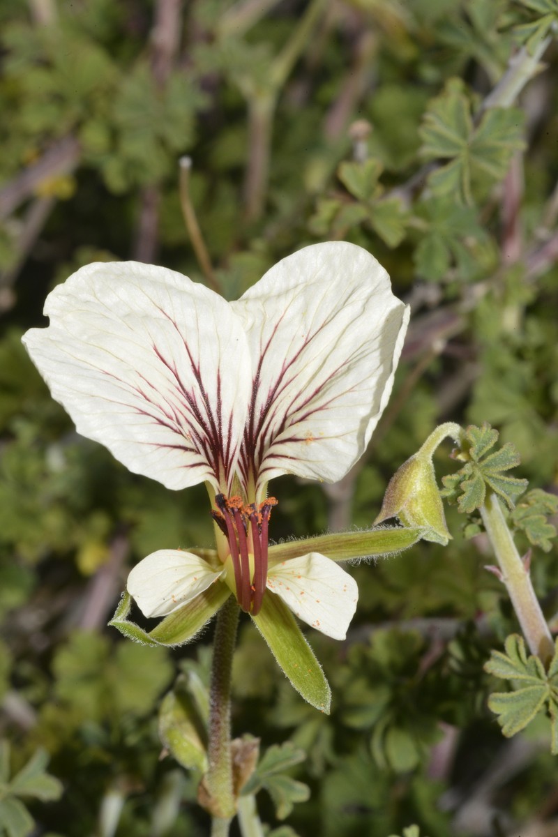 Pelargonium praemorsum subsp. praemorsum photo 2