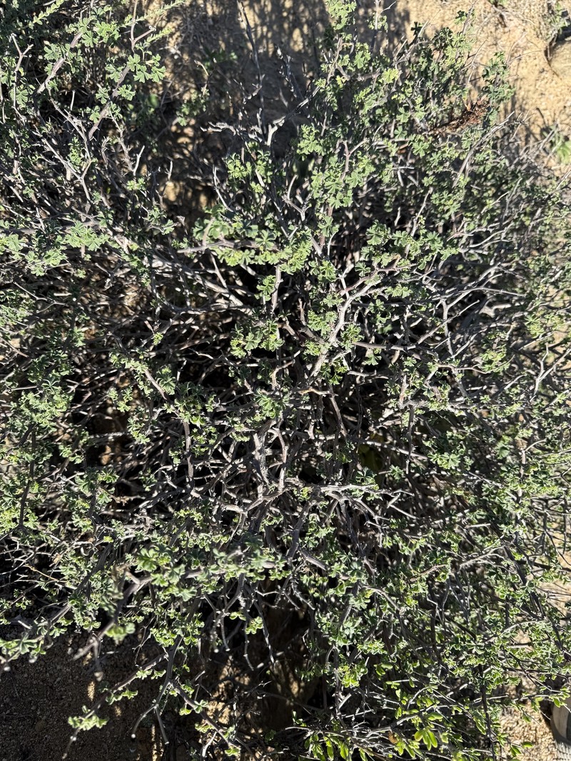 Pelargonium praemorsum subsp. praemorsum photo 3