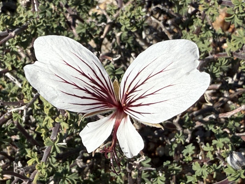 Pelargonium praemorsum subsp. praemorsum photo 4