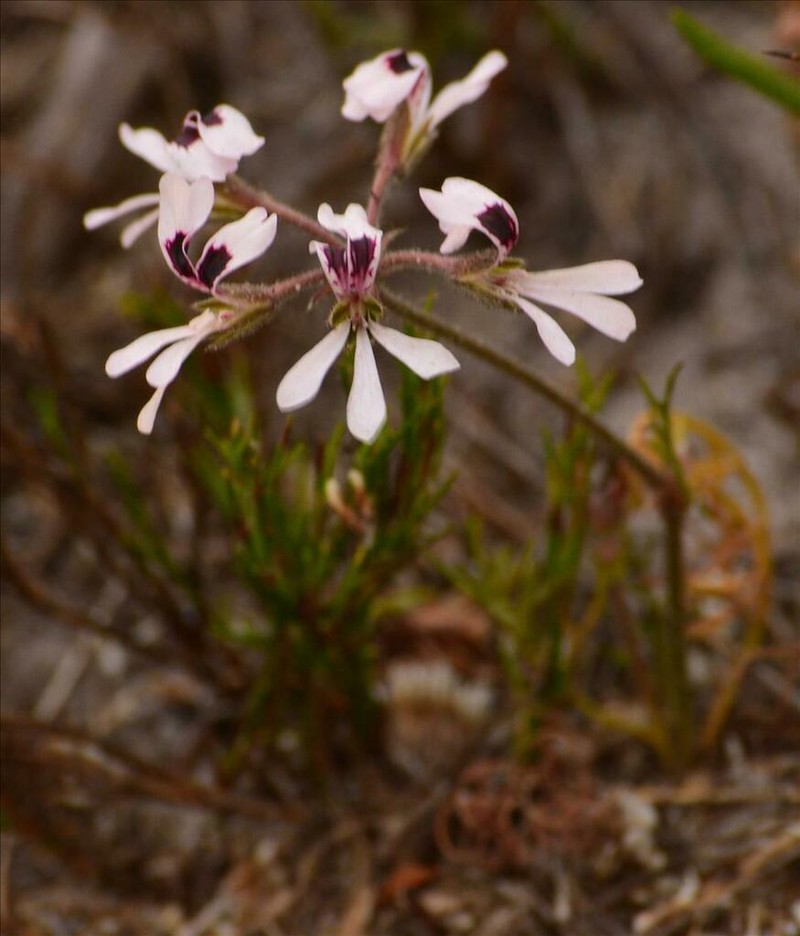 Pelargonium psammophilum