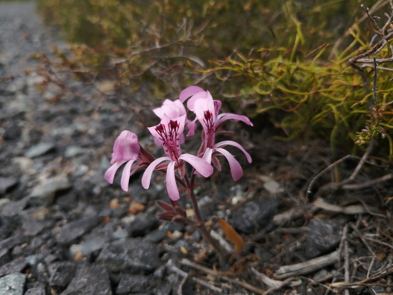 Pelargonium psammophilum photo 2