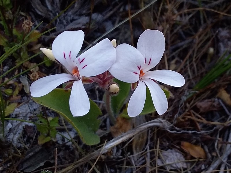 Pelargonium psammophilum photo 3
