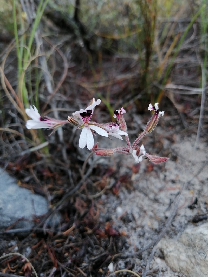 Pelargonium psammophilum photo 4