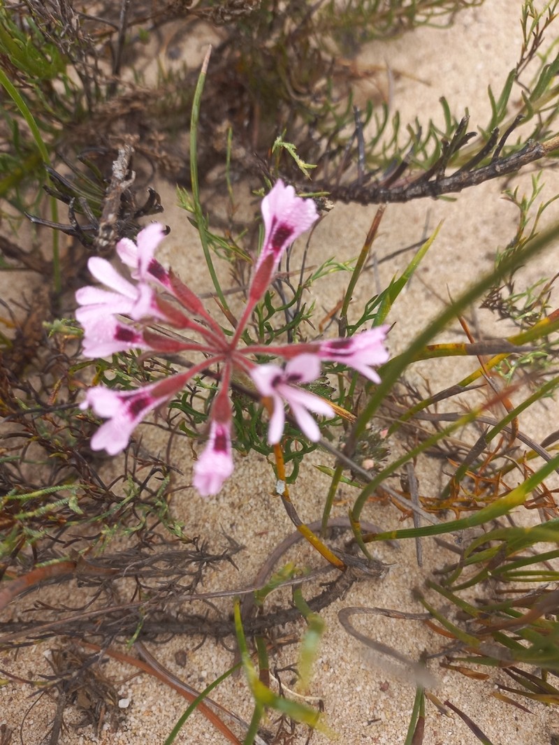 Pelargonium psammophilum photo 5