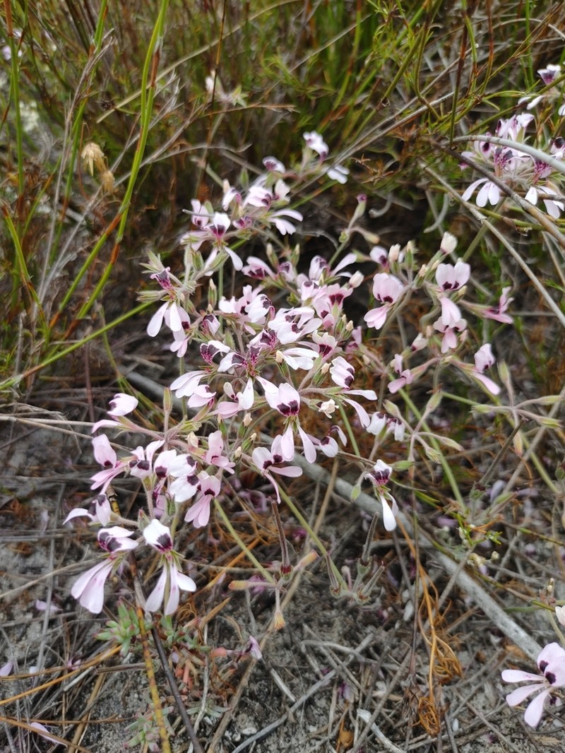 Pelargonium psammophilum photo 6