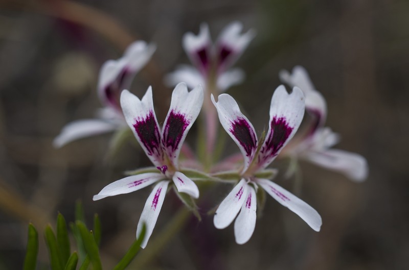 Pelargonium psammophilum photo 7