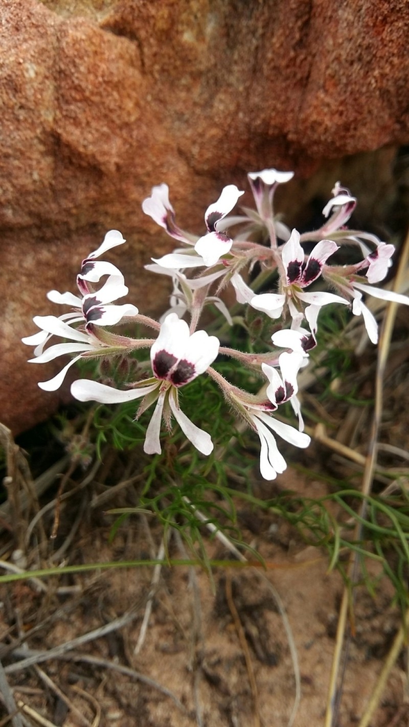 Pelargonium psammophilum photo 8