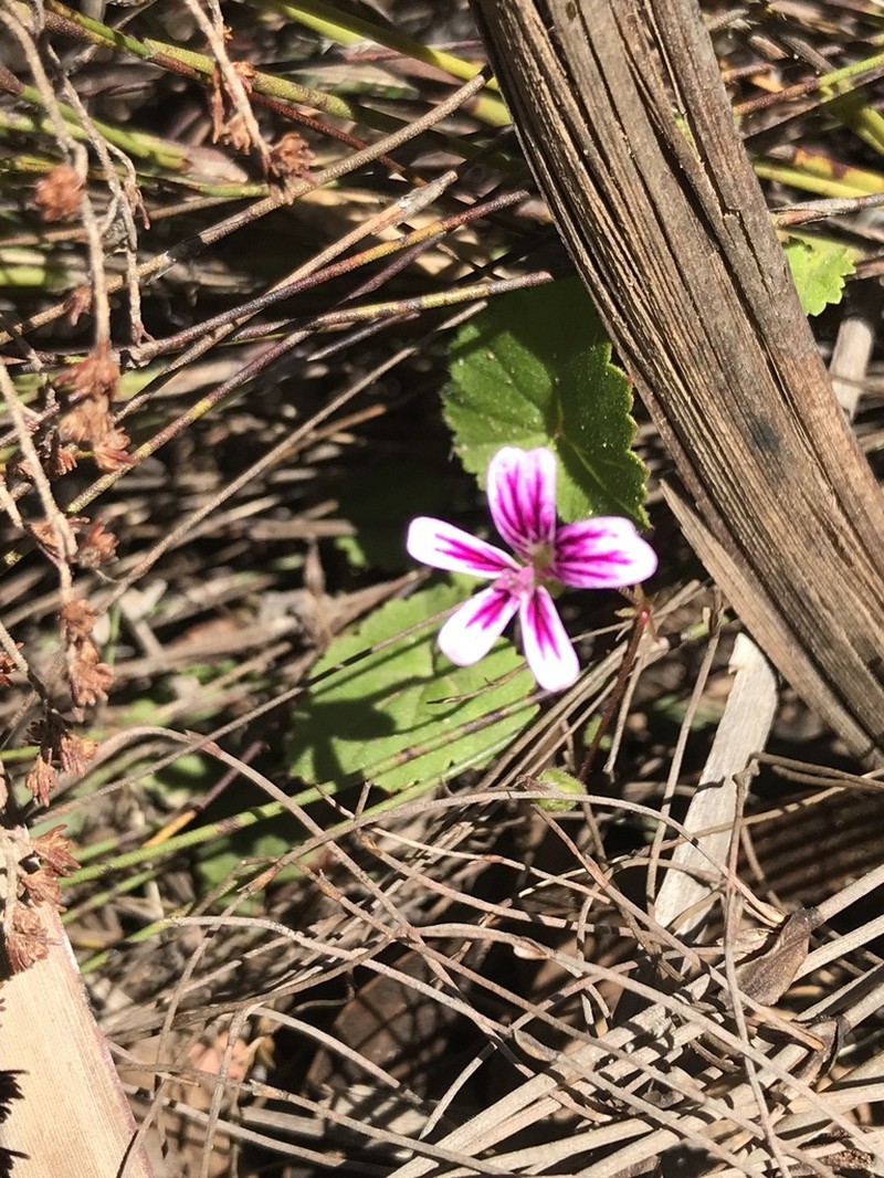 Pelargonium pseudosetulosum photo 2