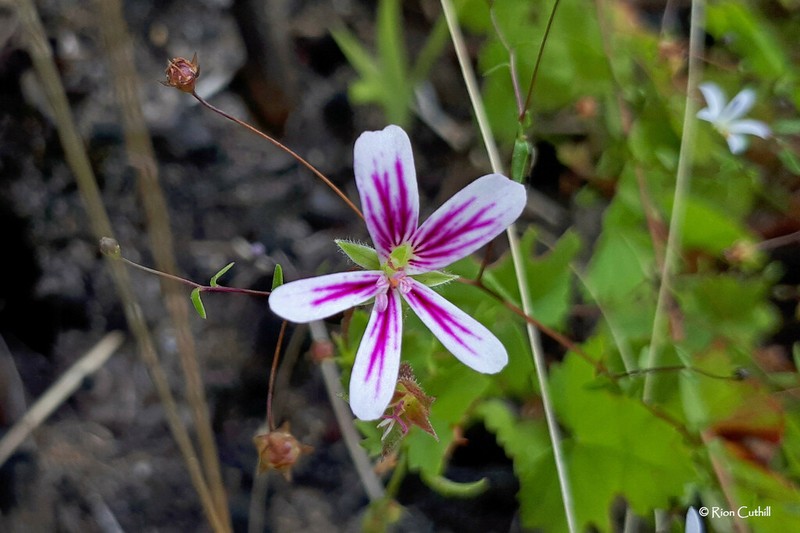 Pelargonium pseudosetulosum photo 3