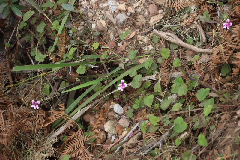 Pelargonium pseudosetulosum photo 4