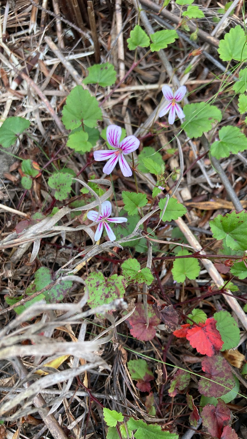Pelargonium pseudosetulosum photo 5