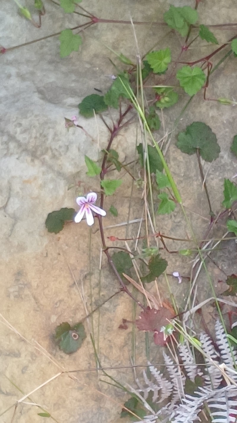 Pelargonium pseudosetulosum photo 6