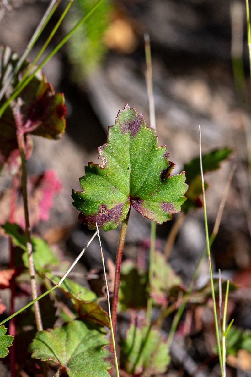 Pelargonium pseudosetulosum photo 7