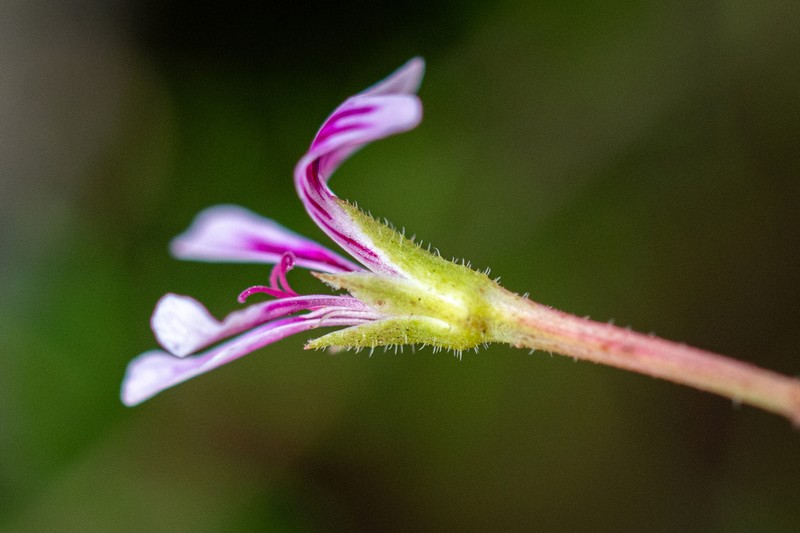Pelargonium pseudosetulosum photo 8