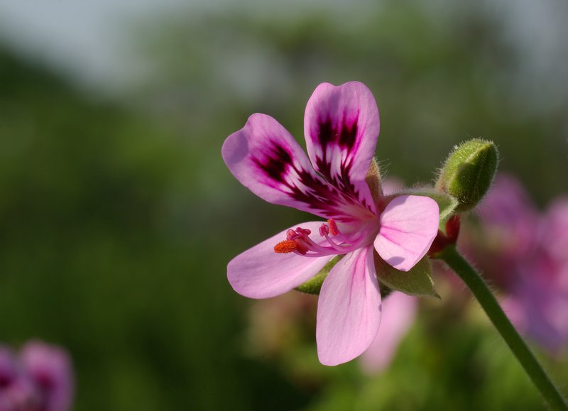 Oakleaf Geranium
