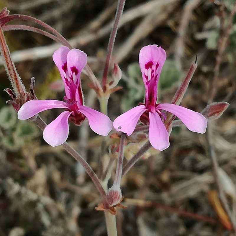 Pelargonium reniforme subsp. reniforme