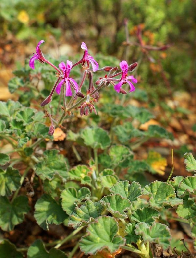 Pelargonium reniforme subsp. reniforme photo 2