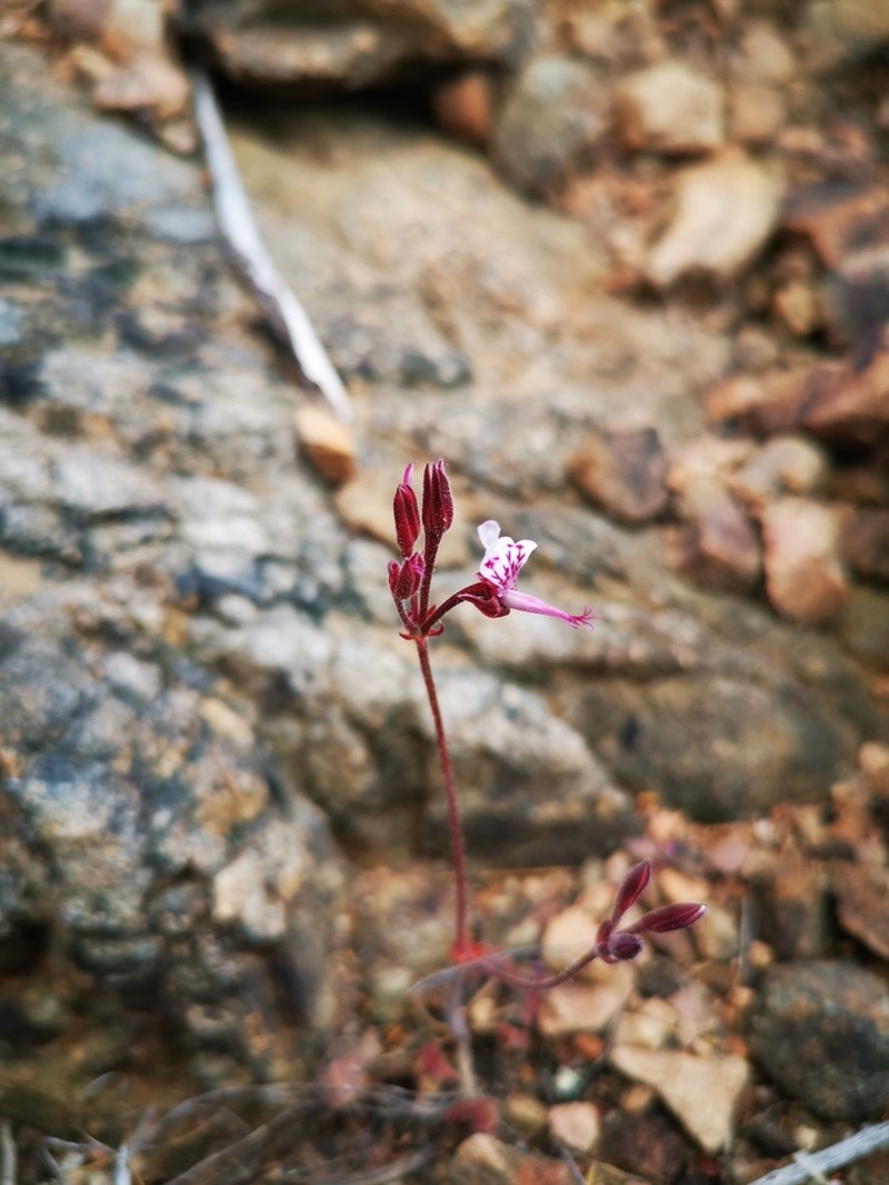 Pelargonium saxatile photo 2
