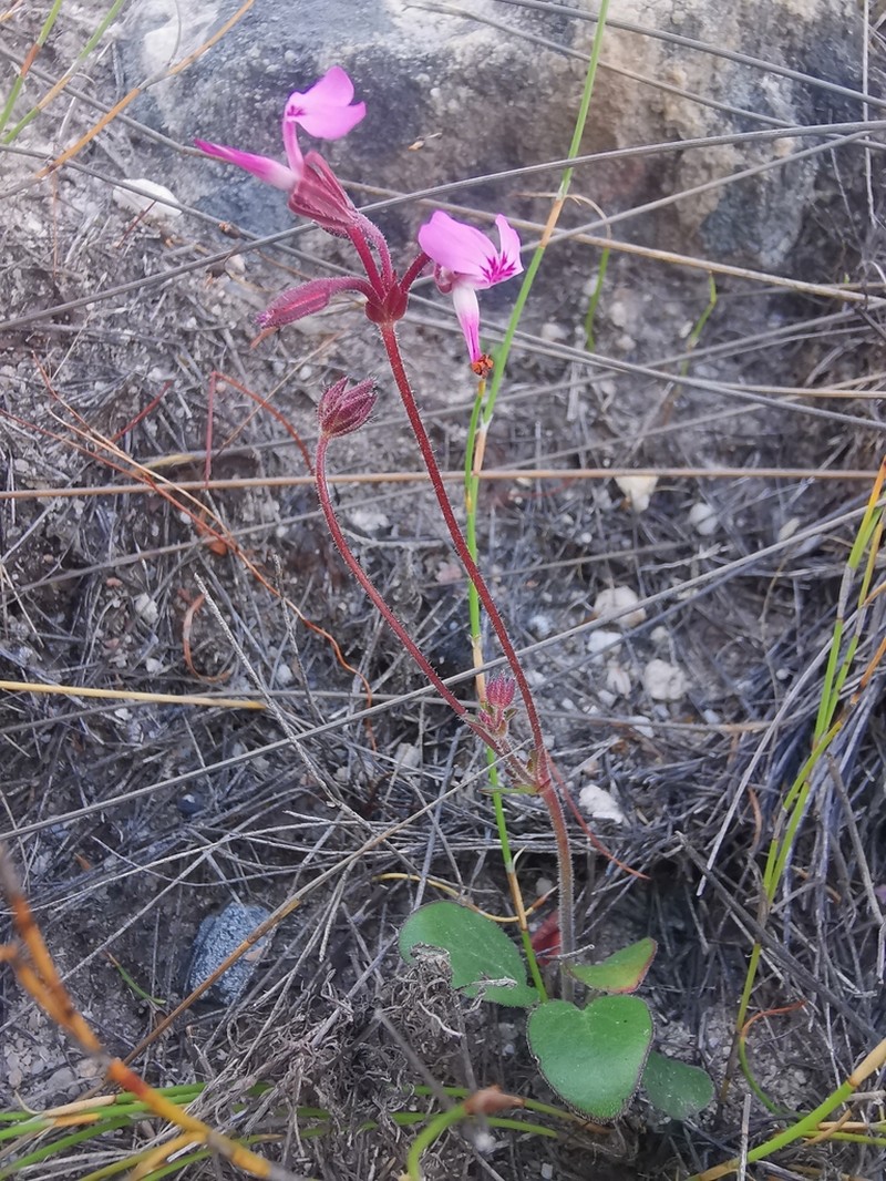 Pelargonium saxatile photo 3