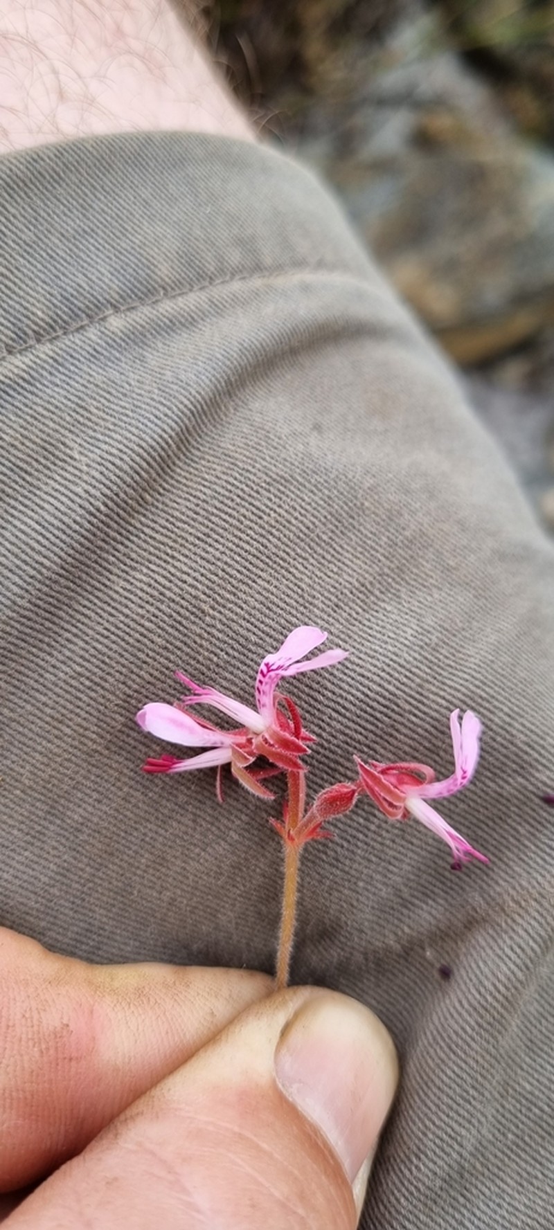Pelargonium saxatile photo 4