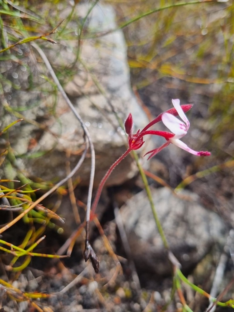 Pelargonium saxatile photo 5