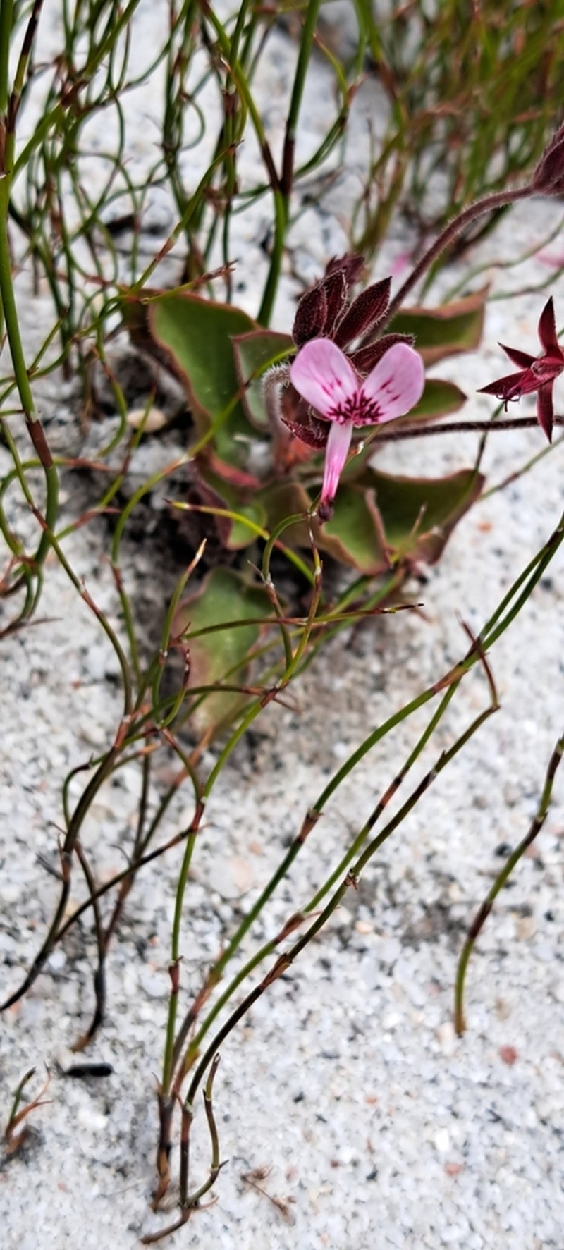 Pelargonium saxatile photo 6