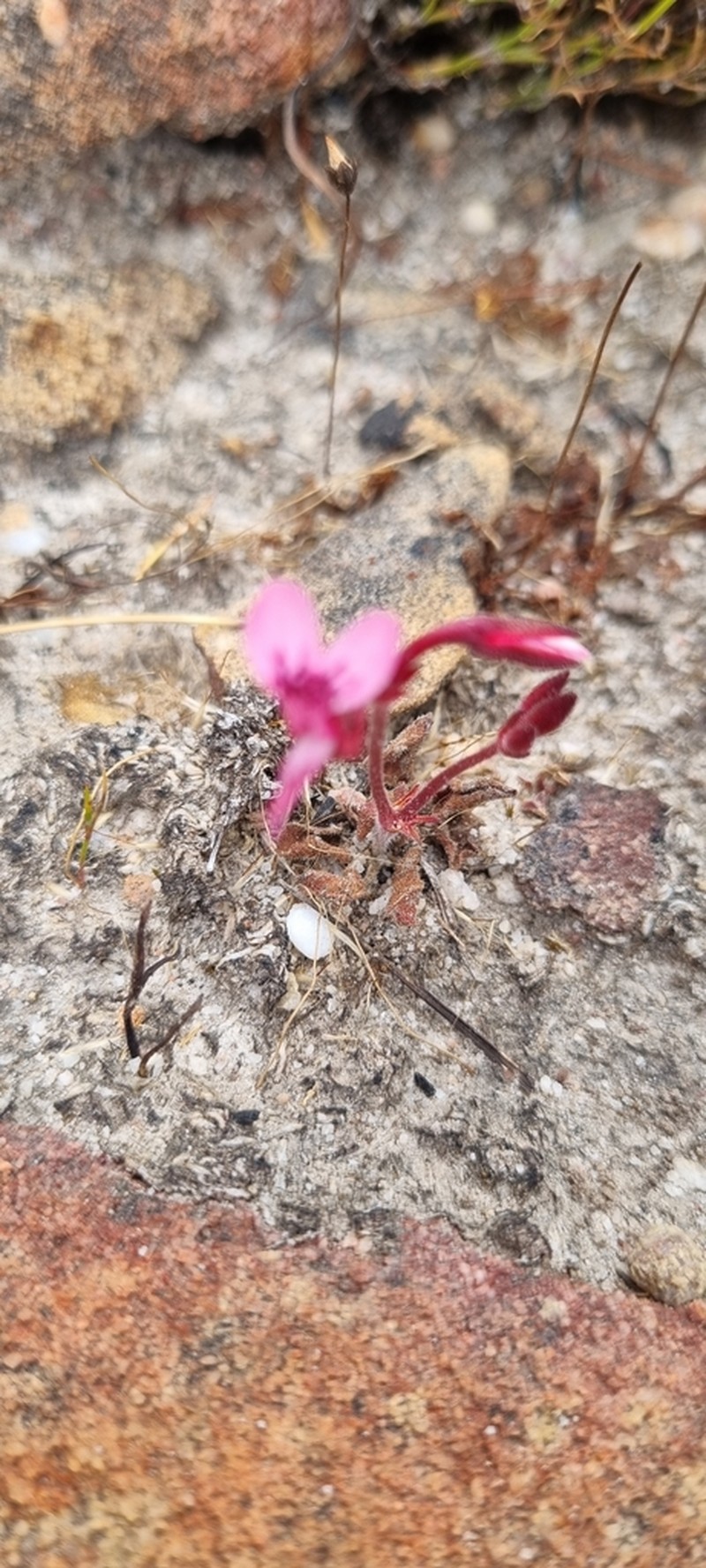 Pelargonium saxatile photo 7