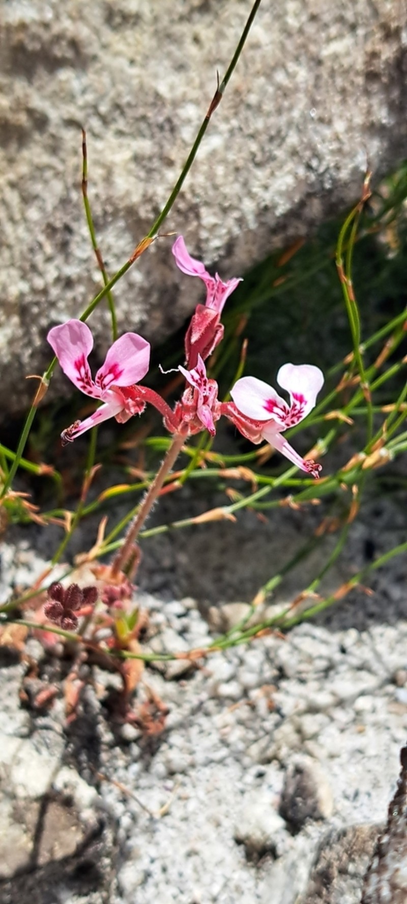 Pelargonium saxatile photo 8