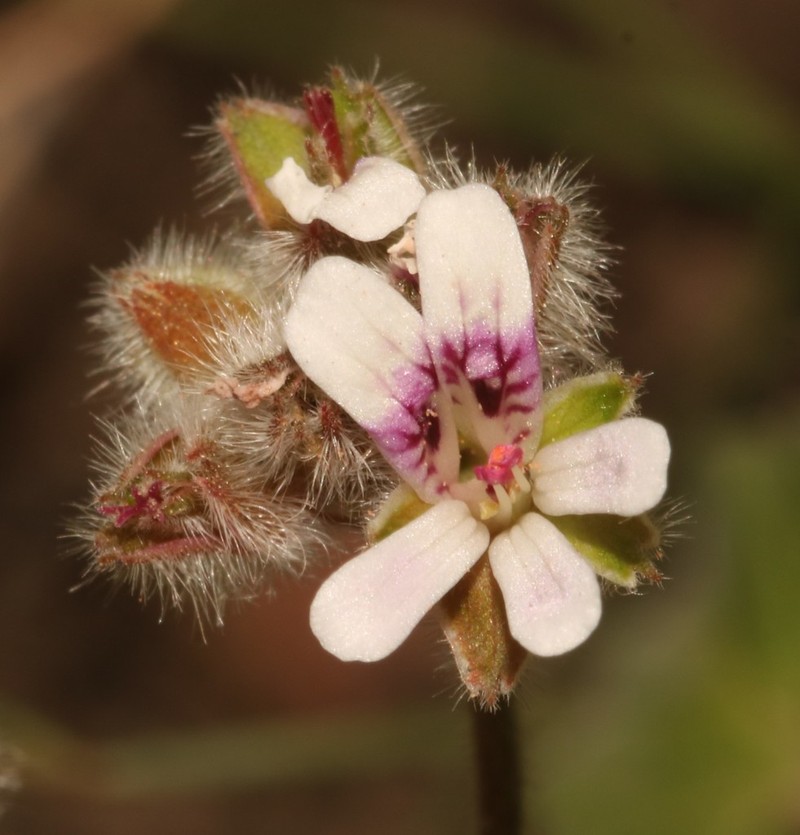 Pelargonium sessiliflorum
