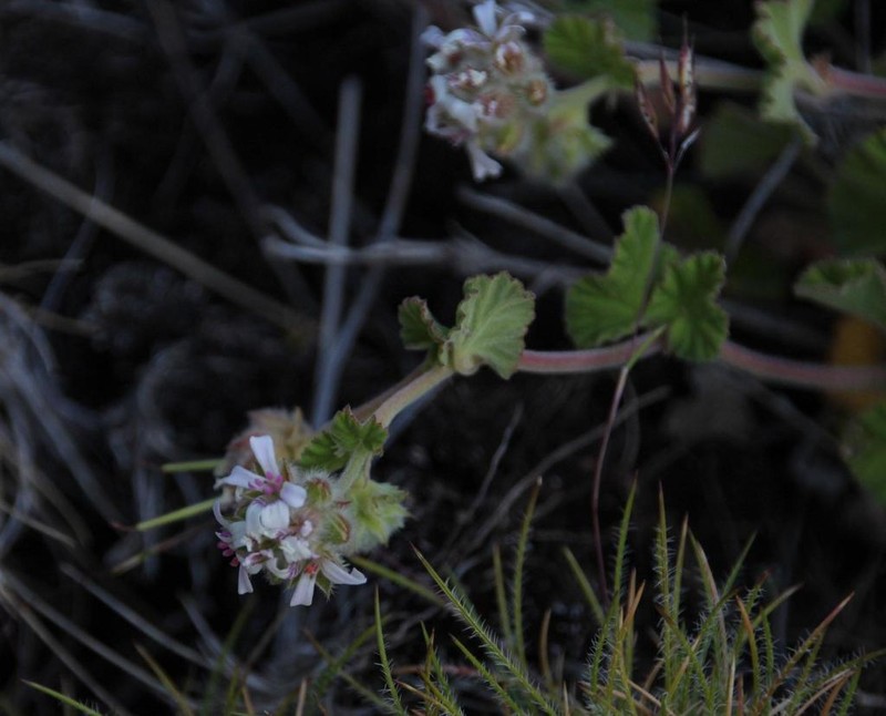 Pelargonium sessiliflorum photo 2