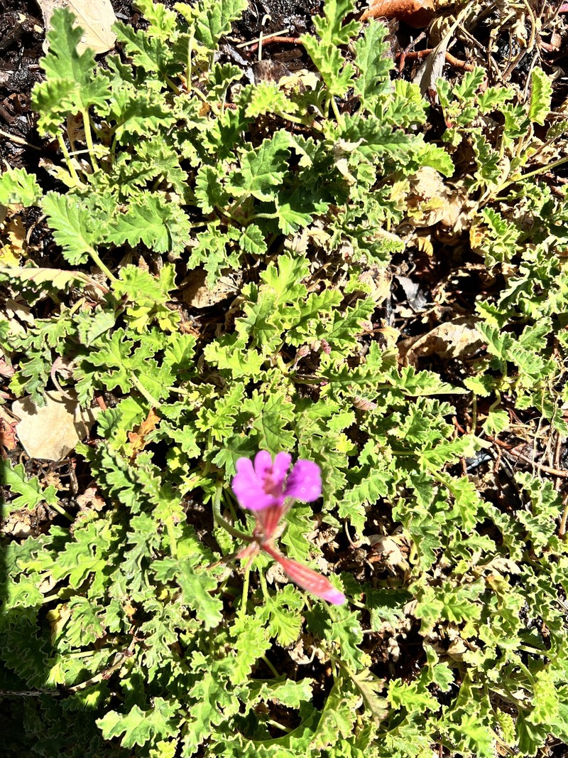 Pelargonium suburbanum subsp. suburbanum