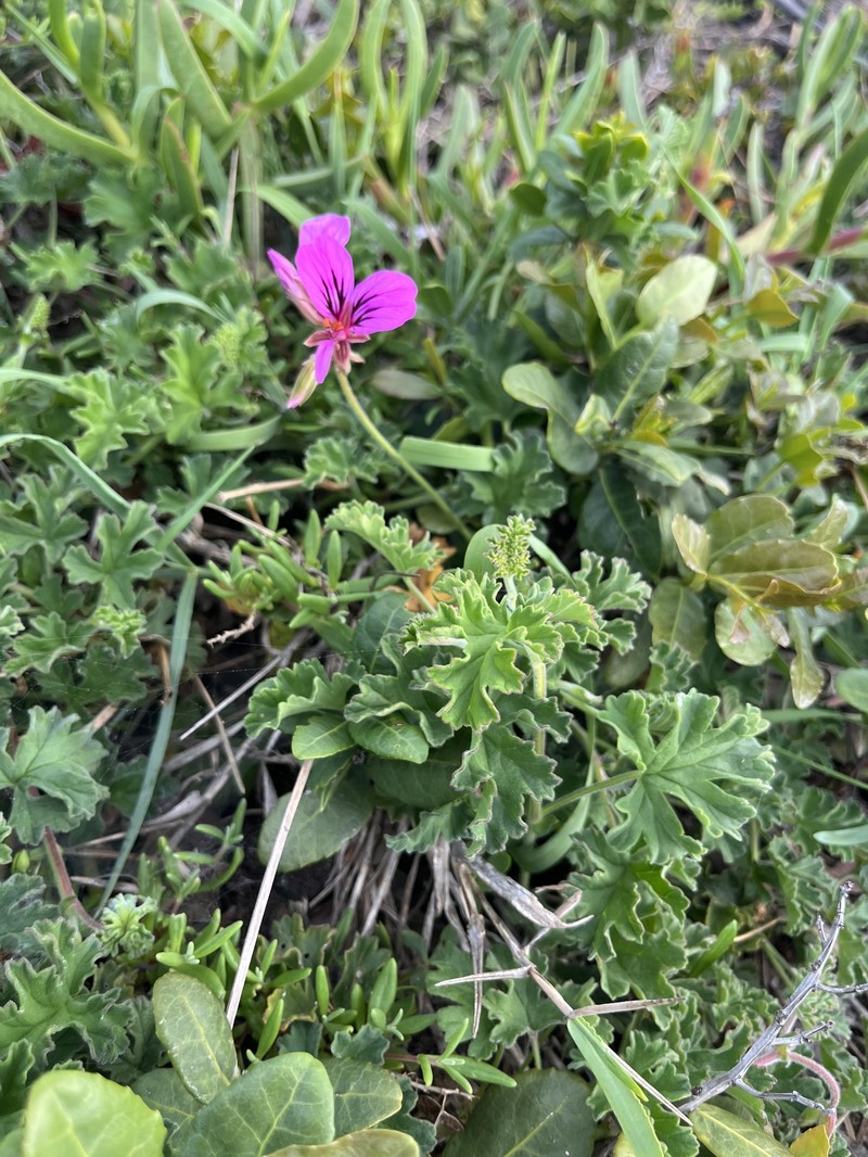 Pelargonium suburbanum subsp. suburbanum photo 2