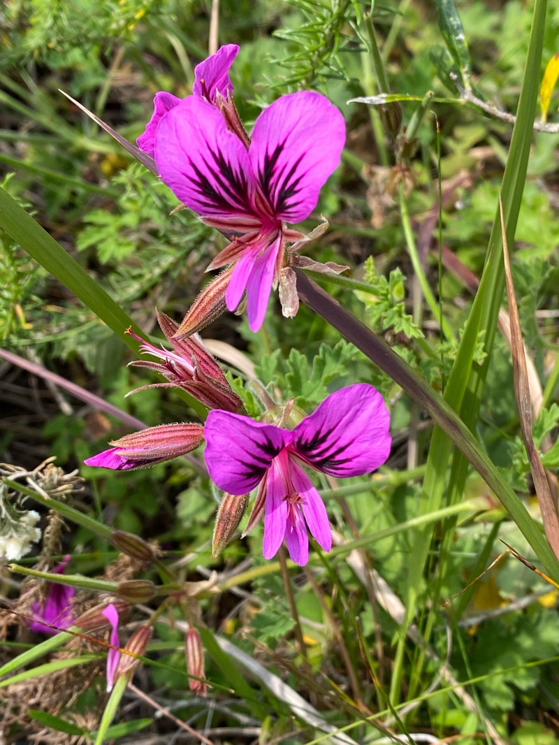 Pelargonium suburbanum subsp. suburbanum photo 3