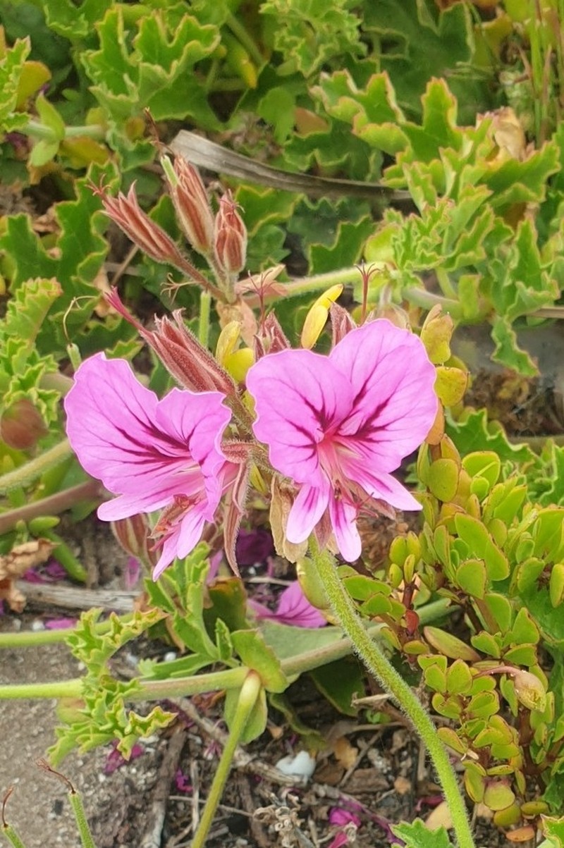 Pelargonium suburbanum subsp. suburbanum photo 4