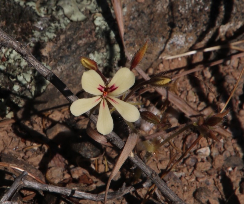 Pelargonium tortandrum photo 3
