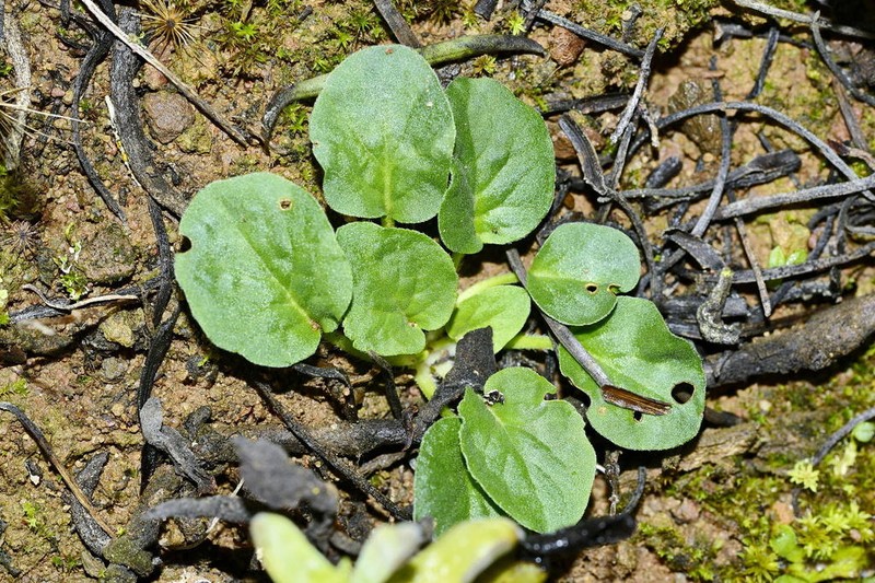 Pelargonium tortandrum photo 5