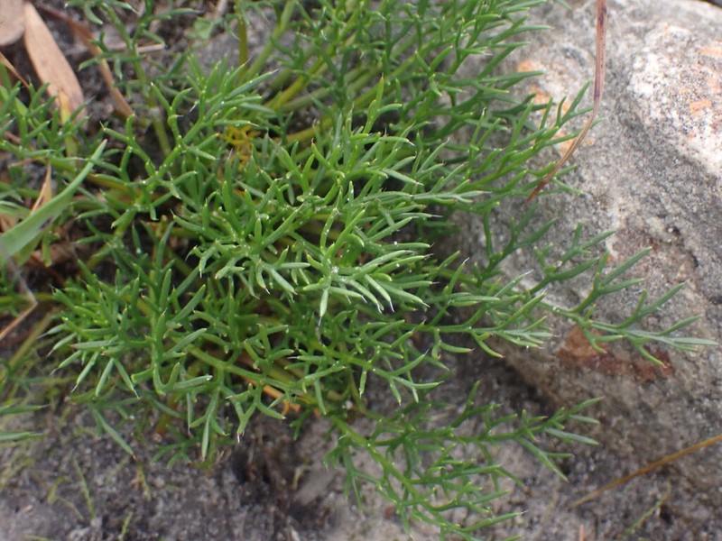Pelargonium uliginosum photo 6