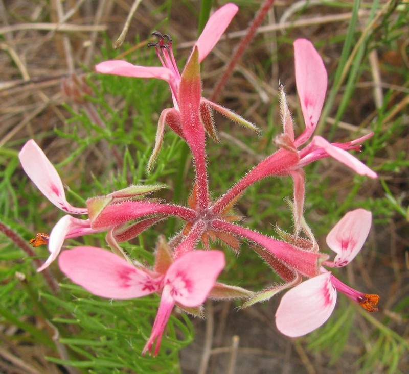 Pelargonium uliginosum photo 8