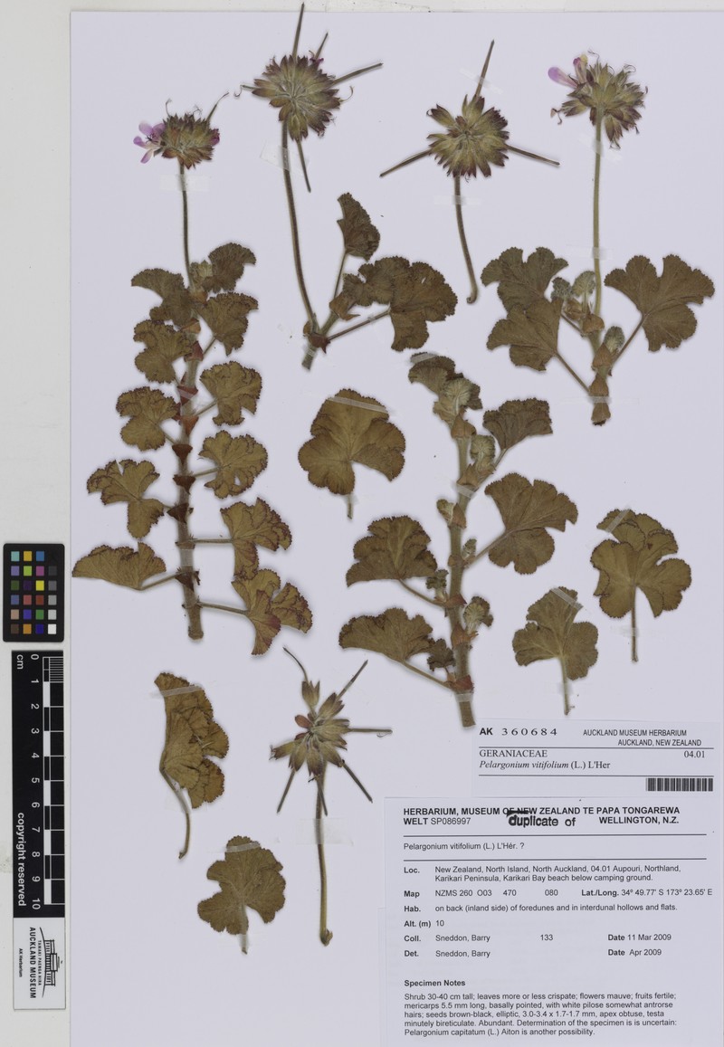 Grapeleaf Geranium photo 4