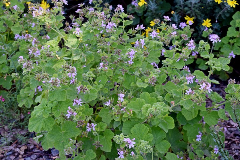 Grapeleaf Geranium photo 5