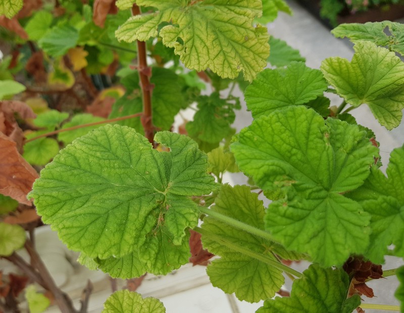 Grapeleaf Geranium photo 6