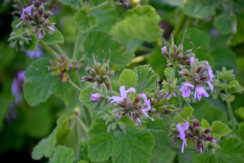 Grapeleaf Geranium photo 2