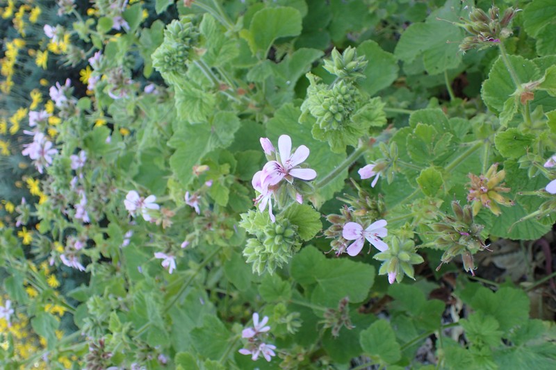 Grapeleaf Geranium photo 3